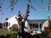 Climber performing tree removal