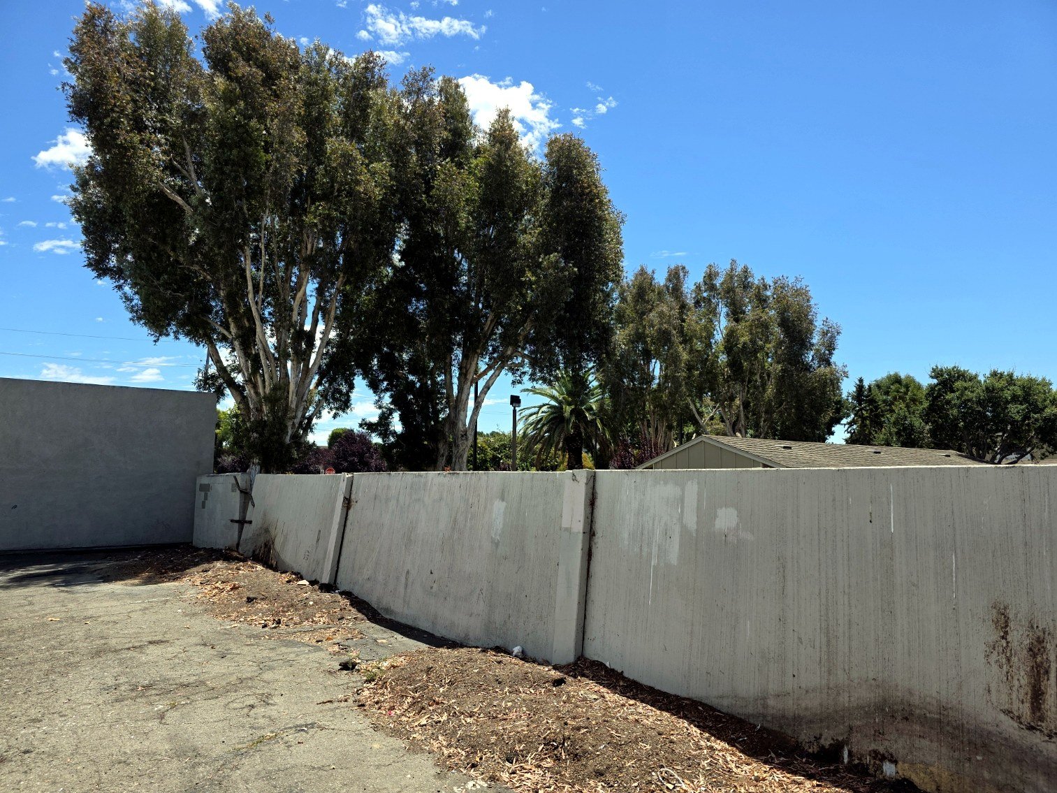 Large tree along a commercial boundary wall