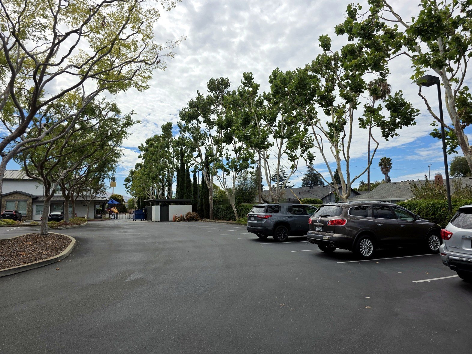 Pruned trees in a commercial parking area