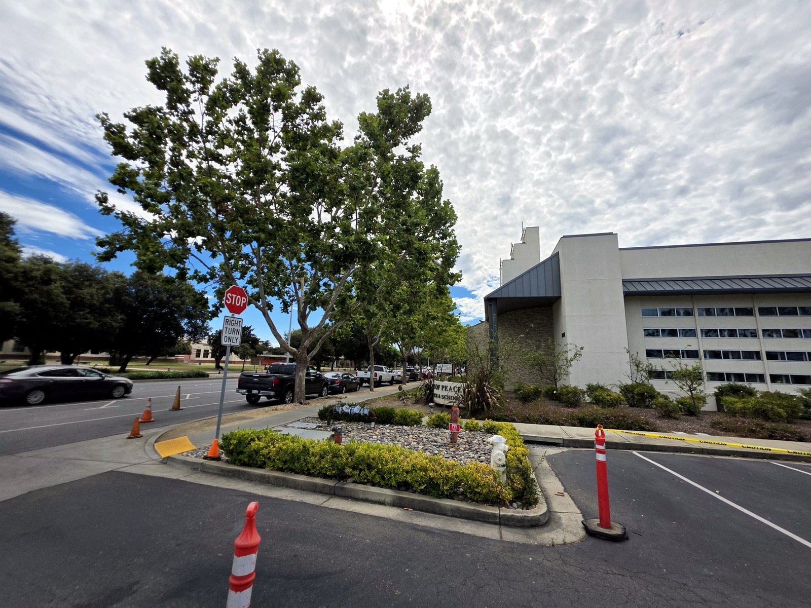 Commercial landscape trees with a protected work zone