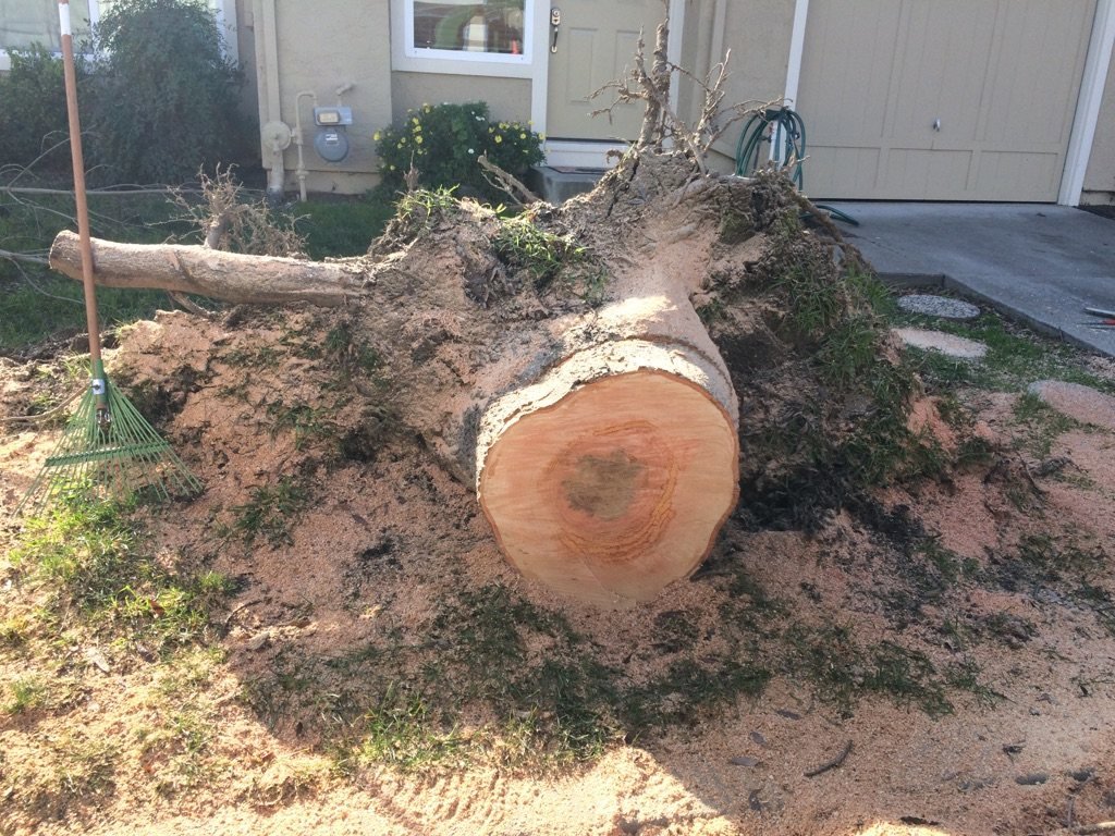 Fallen redwood in residential yard