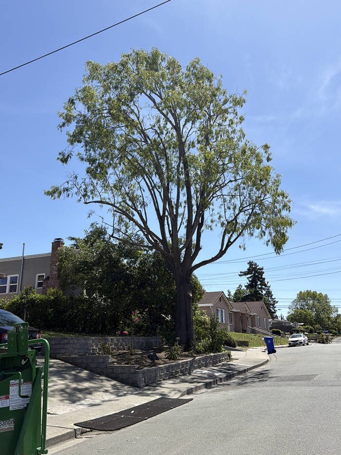 Well-maintained mature street tree