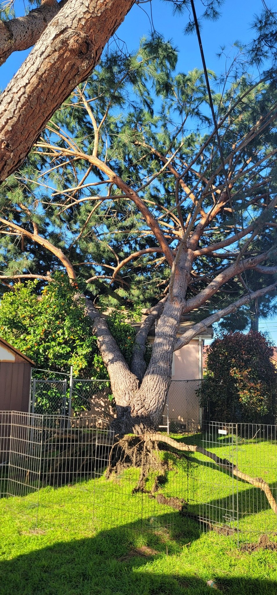 Close look at hazardous pine structure