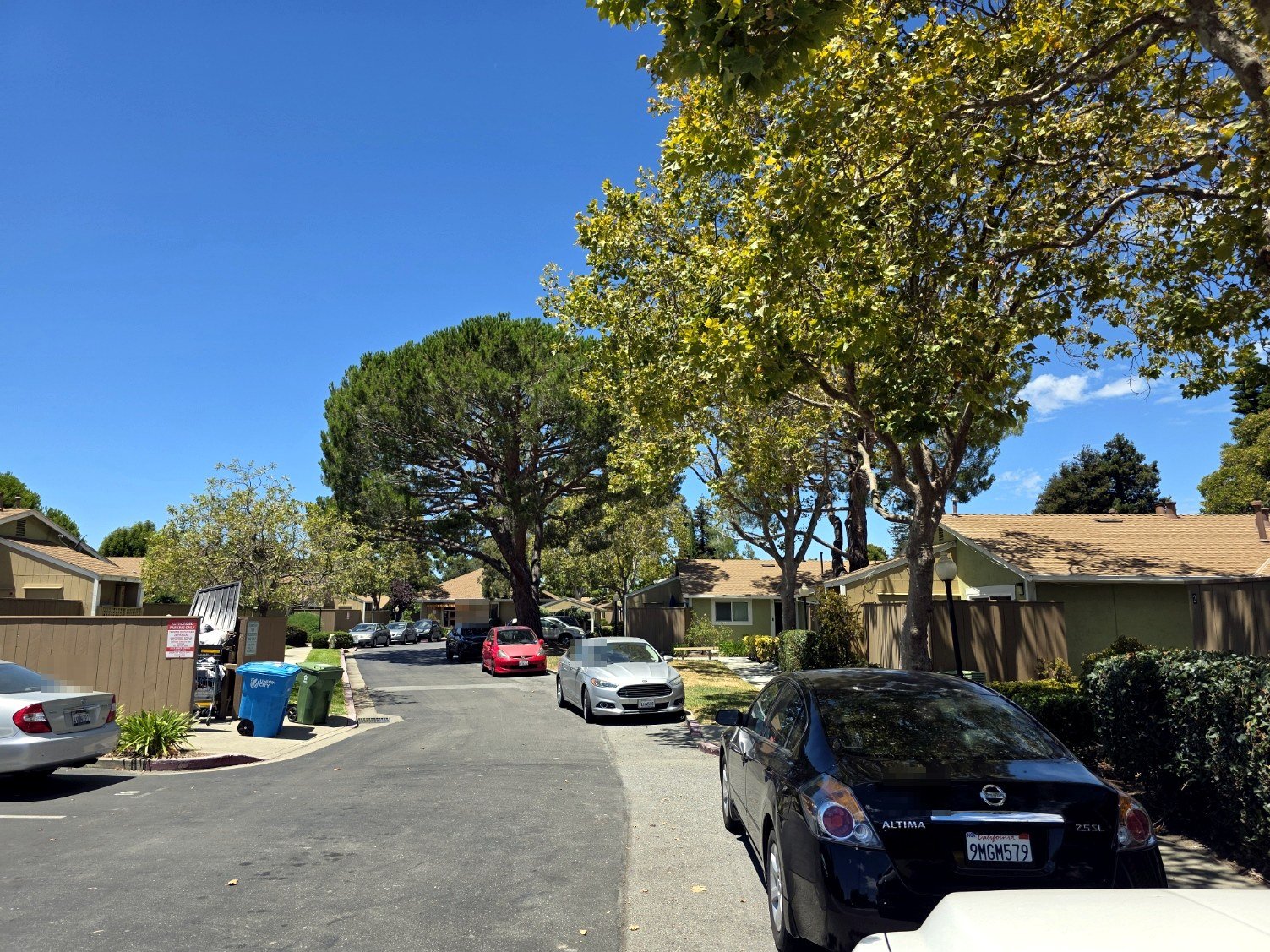Tree-lined apartment community roadway