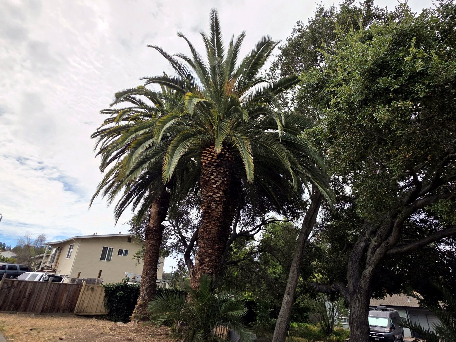 Palm trees at a multi-family property