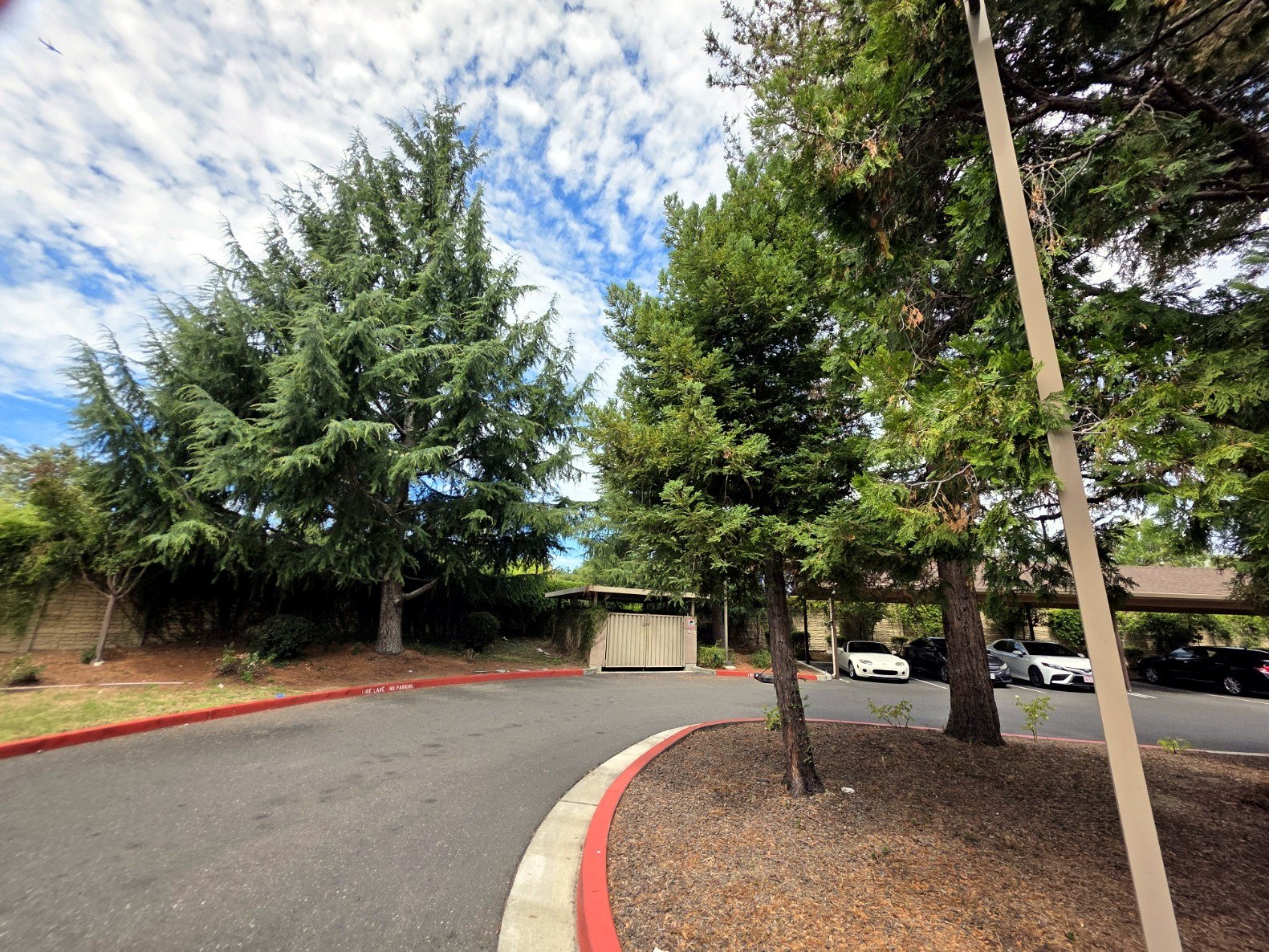 Trees lining a multi-family property driveway