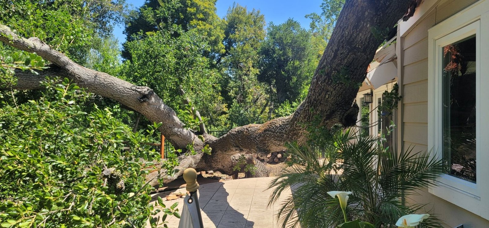 Storm-damaged oak limb failure