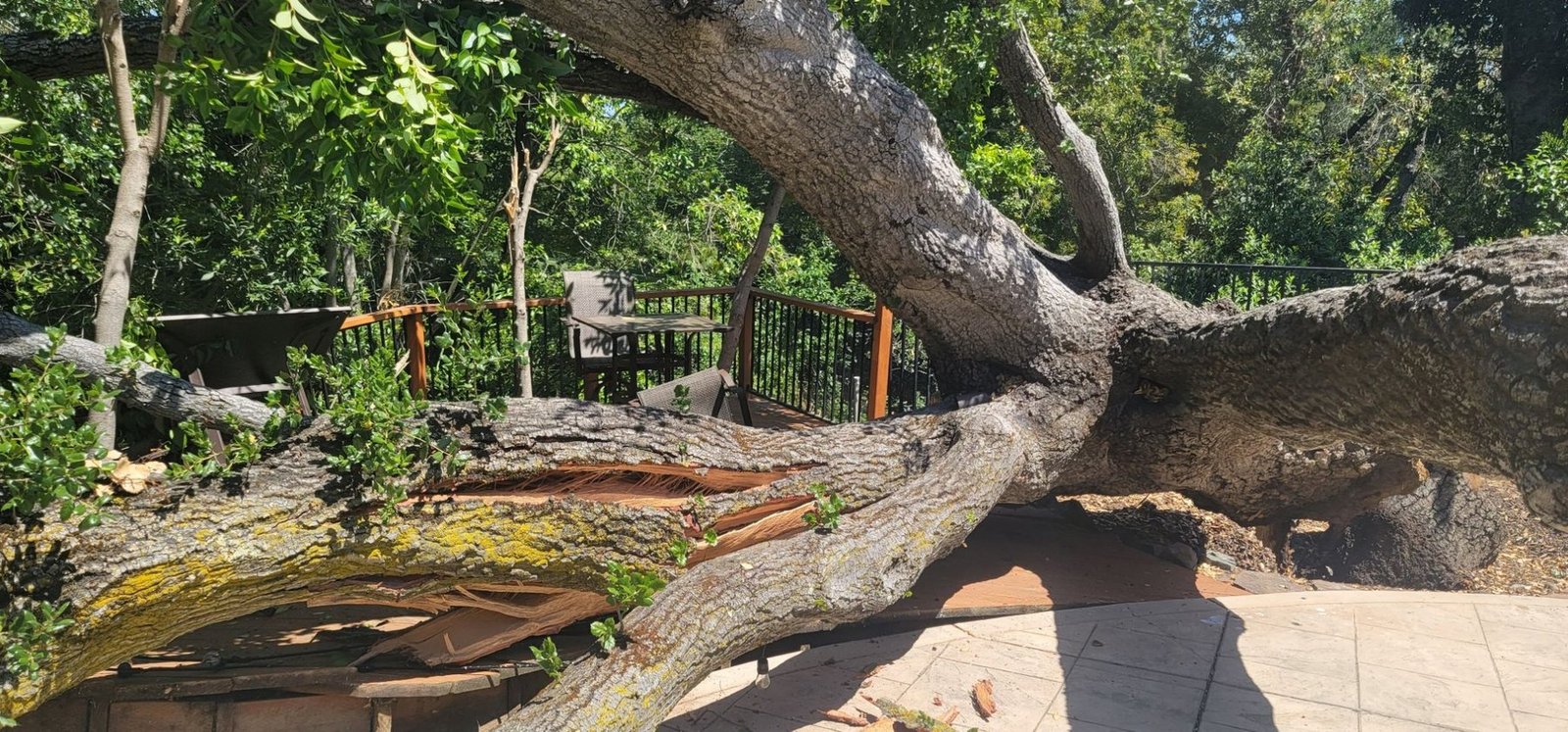 Large failed oak across a patio