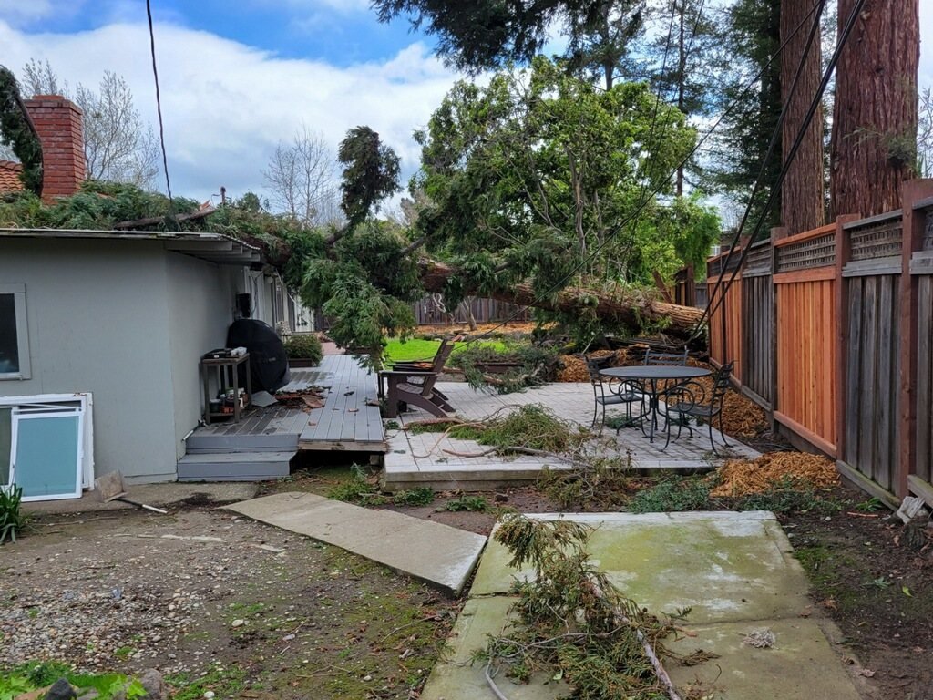 Uprooted tree and root plate